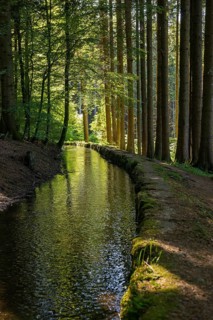 Stream and hiking trail in the forest, Heidenwuhr, Rickenbach, Hotzenwald, Southern Black Forest,