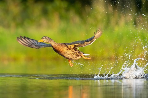 Mallard (Anas platyrhynchos) in flight, female, Aviemore, Scotland, Great Britain