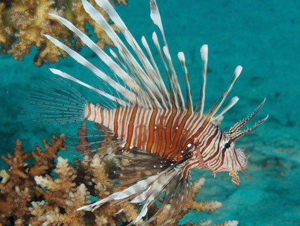 Pacific red lionfish (Pterois volitans), dive site House Reef, Mangrove Bay, El Quesir, Red Sea,