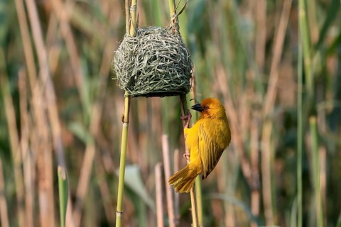 Eastern golden weaver (Ploceus subaureus), adult, male, at nest, Saint Lucia Estuary, Isimangaliso