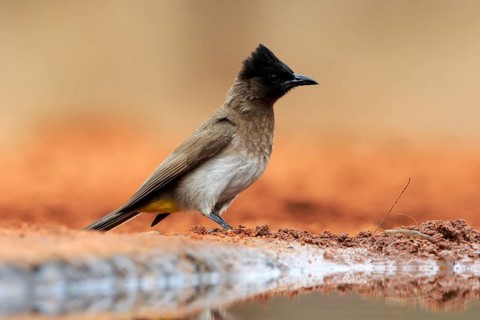 Grey bulbul (Pycnonotus barbatus), adult, at the water, Kruger National Park, Kruger National Park,