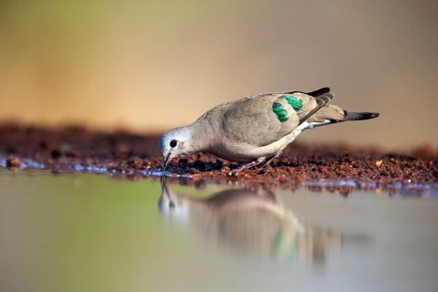 Emerald-spotted wood dove (Turtur chalcospilos), adult, at the water, drinking, Kruger National