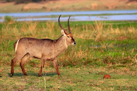 Ellipsen waterbuck (Kobus ellipsiprymnus), adult, male, foraging, vigilant, Kruger National Park,