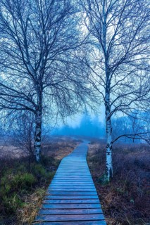 The High Fens nature park Park, in the German-Belgian border region near Eupen, winter, fog, wooden
