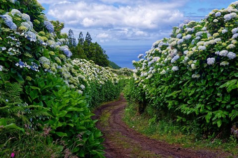 A natural path leads through a tunnel of flowering hydrangea bushes (Hydrangea), Caldeira das Sete