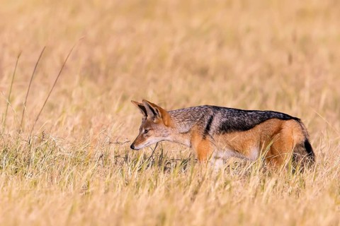 Africa, Botswana, black-backed jackal, Canis mesomelis, Botswana, Botswana, Africa