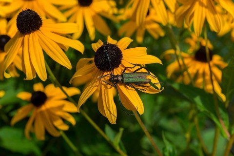 A greenish beetle sits on a yellow flower with a black-brown centre in the midst of vivid yellow