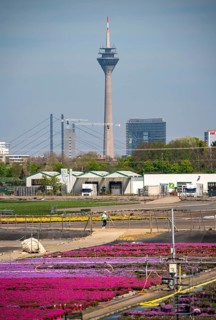 Nursery, plant breeding, ornamental plants grow in flower pots, outdoors, Düsseldorf-Volmerswerth,