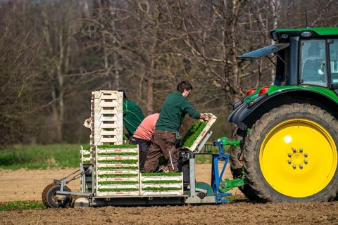 Agriculture, herb gardening, parsley is planted in rows in a field with a planting machine