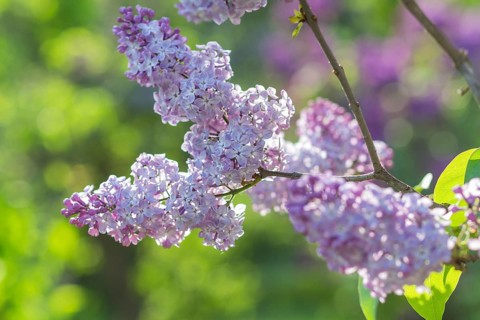 Blooming lilac in the botanical garden in spring