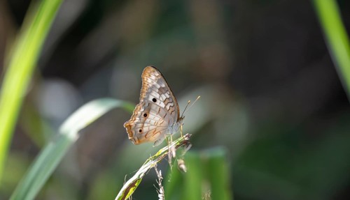 Anartia jatrophae, white butterfly sitting on a blade of grass, Carara National Park, Tarcoles,