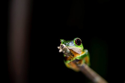 Red-eyed tree frog (Agalychnis callidryas), sitting on a branch, at night in the tropical