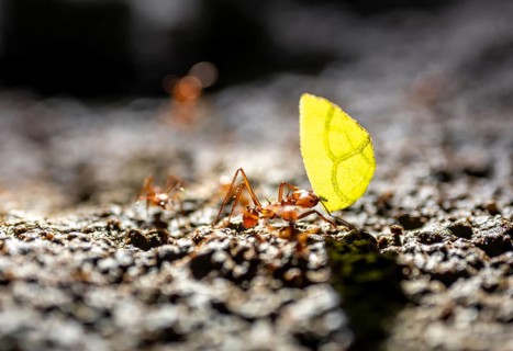Leafcutter ant (Atta cephalotes) carrying a piece of leaf, at night in the tropical rainforest,