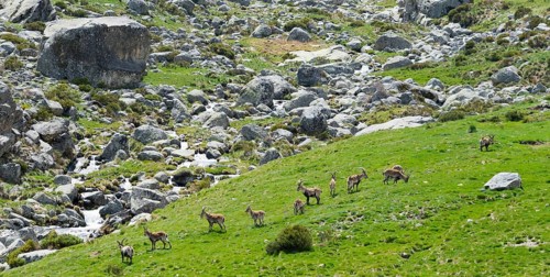 A group of goats grazing on a green meadow in a rocky mountain landscape, Gredos ibex (Capra