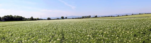 Flowering potato field near Mutterstadt, Rhineland-Palatinate