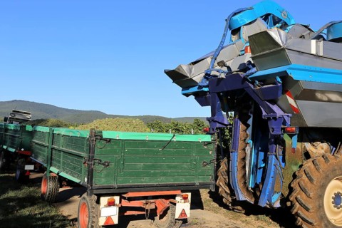 Grape grape harvest with full harvester in the district of Bad Dürkheim, Rhineland-Palatinate