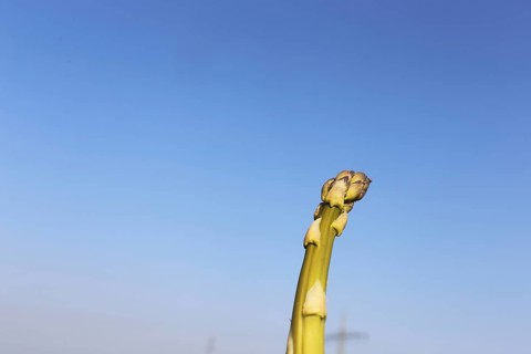 Green asparagus in the field against a blue sky