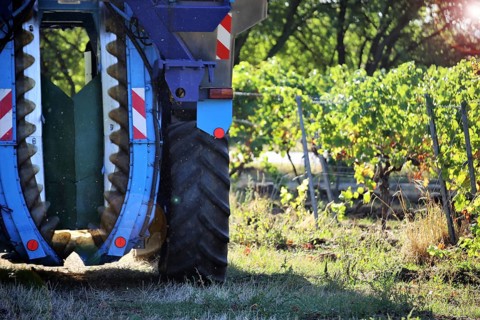 Grape grape harvest with full harvester in the district of Bad Dürkheim, Rhineland-Palatinate