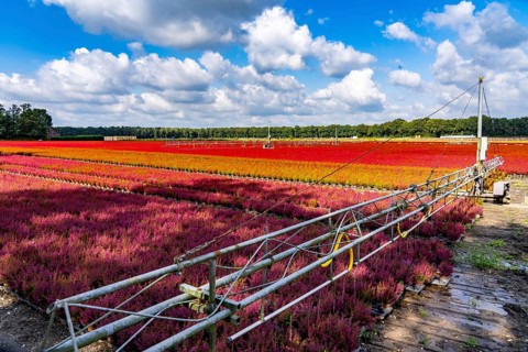 Automatic irrigation on an outdoor area of a horticultural business, autumn plants, heather plants,