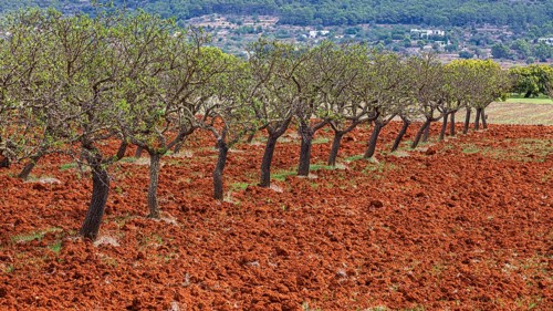 Row of almond trees on ploughed field, Pla der Corona, Ibiza, Balearic Islands, Mediterranean Sea,