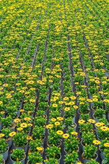 Horticultural business, greenhouse, flower pots with Kapmargerites, Osteospermum, grow up,