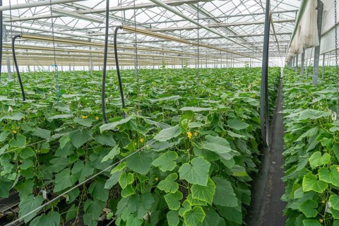 Cultivation of mini cucumbers, snack cucumbers, in a greenhouse, near Straelen, North