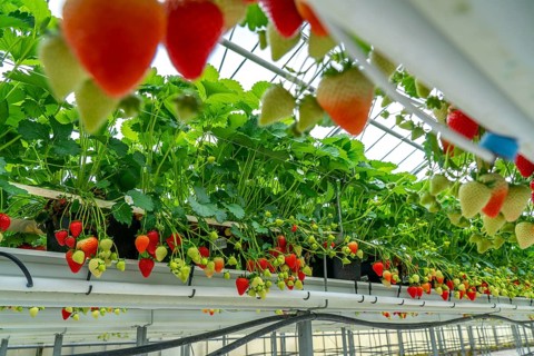 Strawberry cultivation in a greenhouse, strawberry plants with berries at different stages of