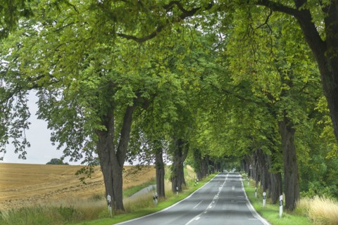 Chestnut avenue (Castanea) on a country road, Mecklenburg-Western Pomerania, Germany, Europe