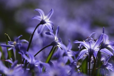 Charming Scilla, March, Germany, Europe