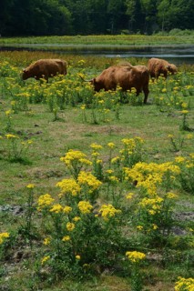 Cattle graze on field with common ragwort (Jacobaea vulgaris), highly toxic plant in a meadow in