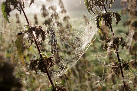 Spider web, threads, construction, nature, beauty, close-up of a spider web. Spun between two