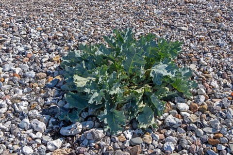 Sea kale (Crambe maritima), Bülk, Strande, Schleswig-Holstein, Germany, Europe
