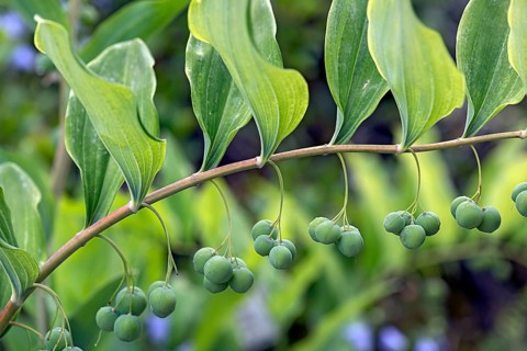 Solomon's seal (Polygonatum multiflorum), Botanical Garden, Erlangen, Middle Franconia, Bavaria,