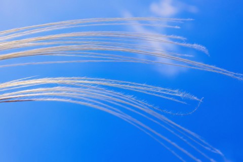 Feather grass (Stipa pennata) swaying in the wind against a blue sunny sky in summer
