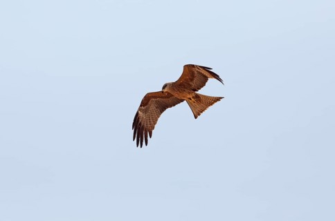 Brahminy kite (Haliastur indus) or Brahminy kite or Red-backed White-tailed eagle flying in the