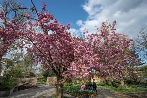 Flowering japanese cherry (Prunus serrulata) in the castle garden, Siegen, North Rhine-Westphalia,