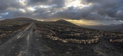 Grapevines growing in black volcanic soil in protected enclosed pits, La Geria, Lanzarote, Canary