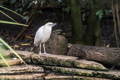 Malagasy pond heron (Ardeola idae), Walsrode Bird Park, Lower Saxony, Germany, Europe