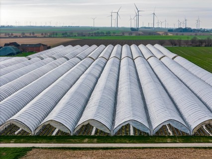 Open field strawberry cultivation in a foil greenhouse, young strawberry plants growing, near
