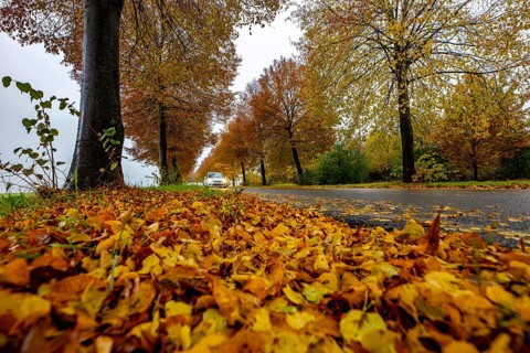 Country road, autumn, fog, rainy weather, tree avenue, wet road, leaves