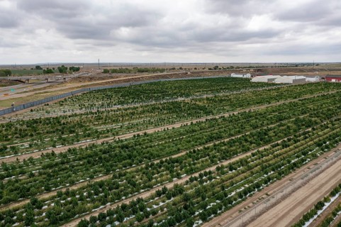 Avondale, Colorado, Cannabis growing at the Mammoth Farms facility (formerlly Los Suenos), near