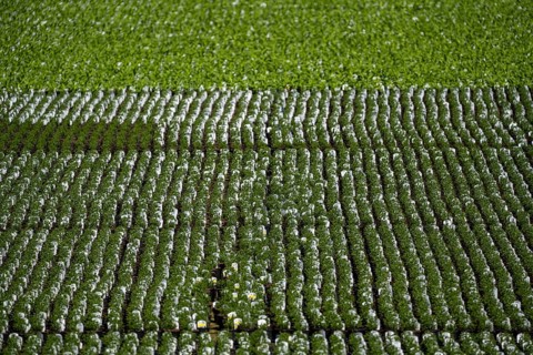 Gardening, plant cultivation, ornamental plants grow in flower pots, outdoors