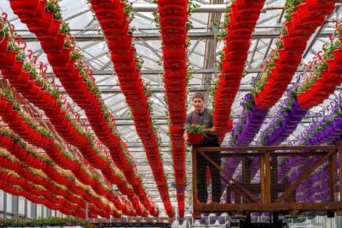 Horticultural business, flower pots, so-called petunia ampel, grow in a greenhouse, under the glass