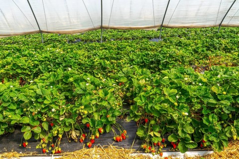 Harvest of strawberries, strawberry cultivation in the open, under a foil tunnel, young strawberry