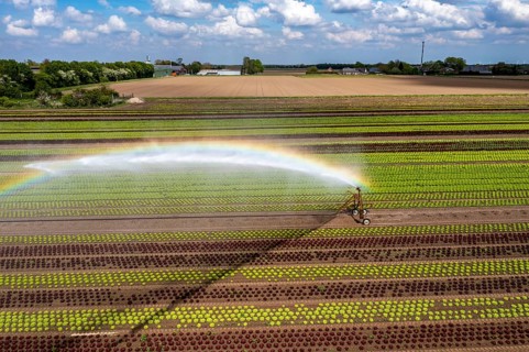 A field is artificially irrigated, water is sprayed onto the field via an irrigation system, field