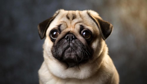 Pets, dog, pug, English dog breed, AI-generated, AI generated