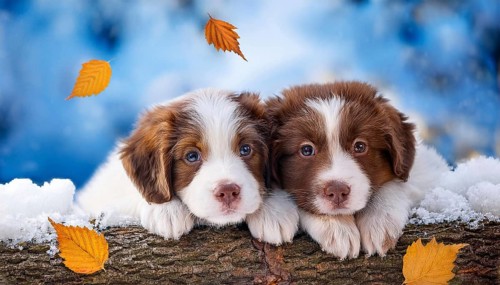 KI generated, dog, dogs, puppy, one, two, three, play, snow, winter, autumn leaves, blue sky,