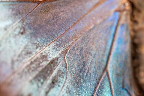 Detail of the butterfly wing of a Morpho helenor, Anaxibia morpho butterfly, Alajuela province,
