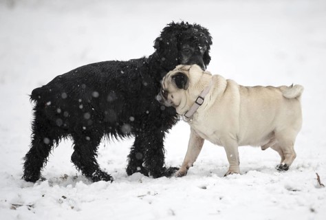 Two Dogs Greeting Each Other in a Snowy Winter Day in Locarno, Ticino, Switzerland, Europe