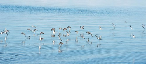 Ruddy turnstone (Arenaria interpres), little ringed plover (Charadrius hiaticula) and sanderlings